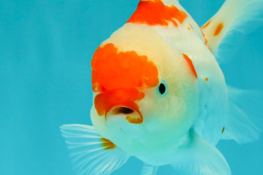 A Grade Red White Oranda Female 5.5 inches #061926OR_15