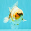 Calico Yuanbao Male 4.5-5 inches #071026YB_13
