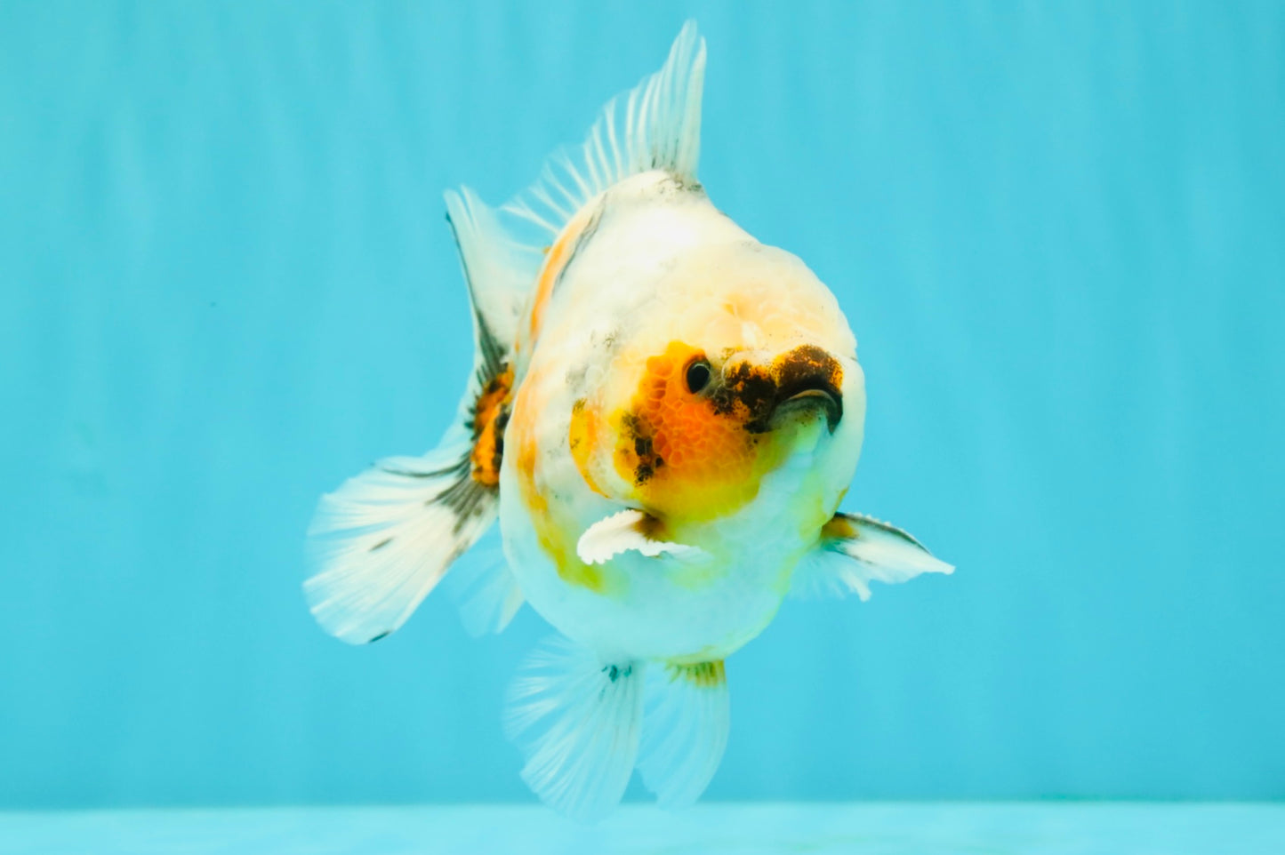 Calico Yuanbao Male 4.5-5 inches #071026YB_13