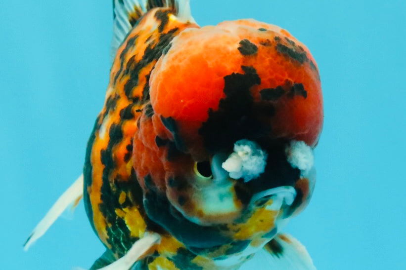 A Grade Pompom 2 Tone Yuanbao Male 5.5 inches #030626YB_14