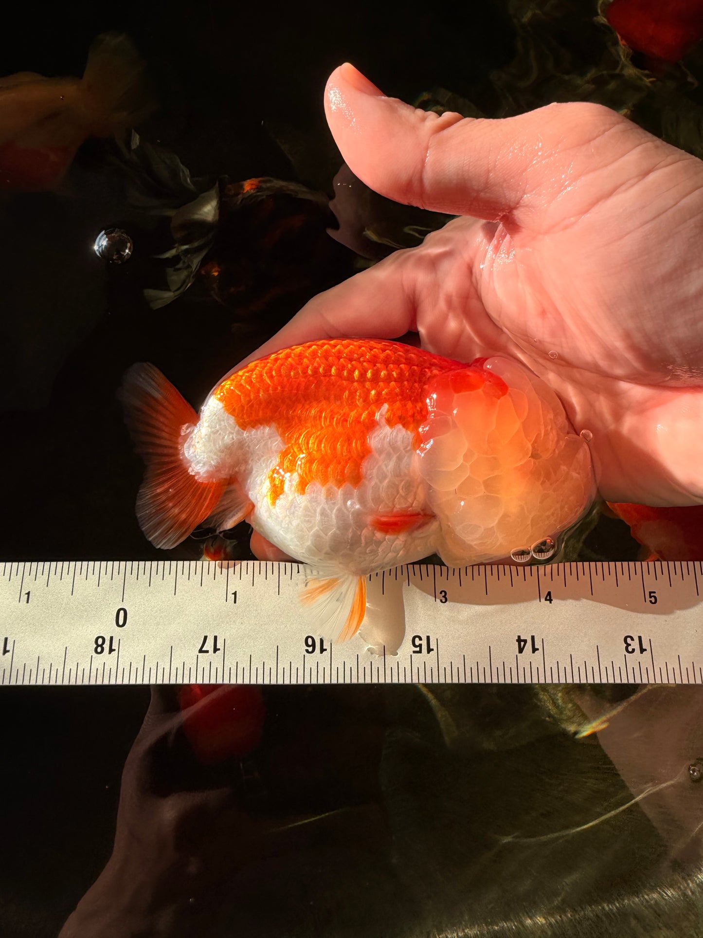 A Grade Red White LionQueen 4.5 inches #030626LC_03