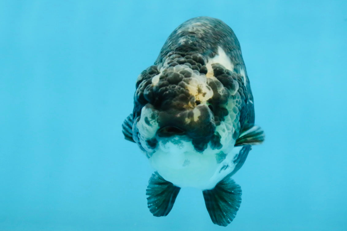 SPECIAL PANDA A Grade Ink Chinese Ranchu Male 4.5 inches #120525RC_05