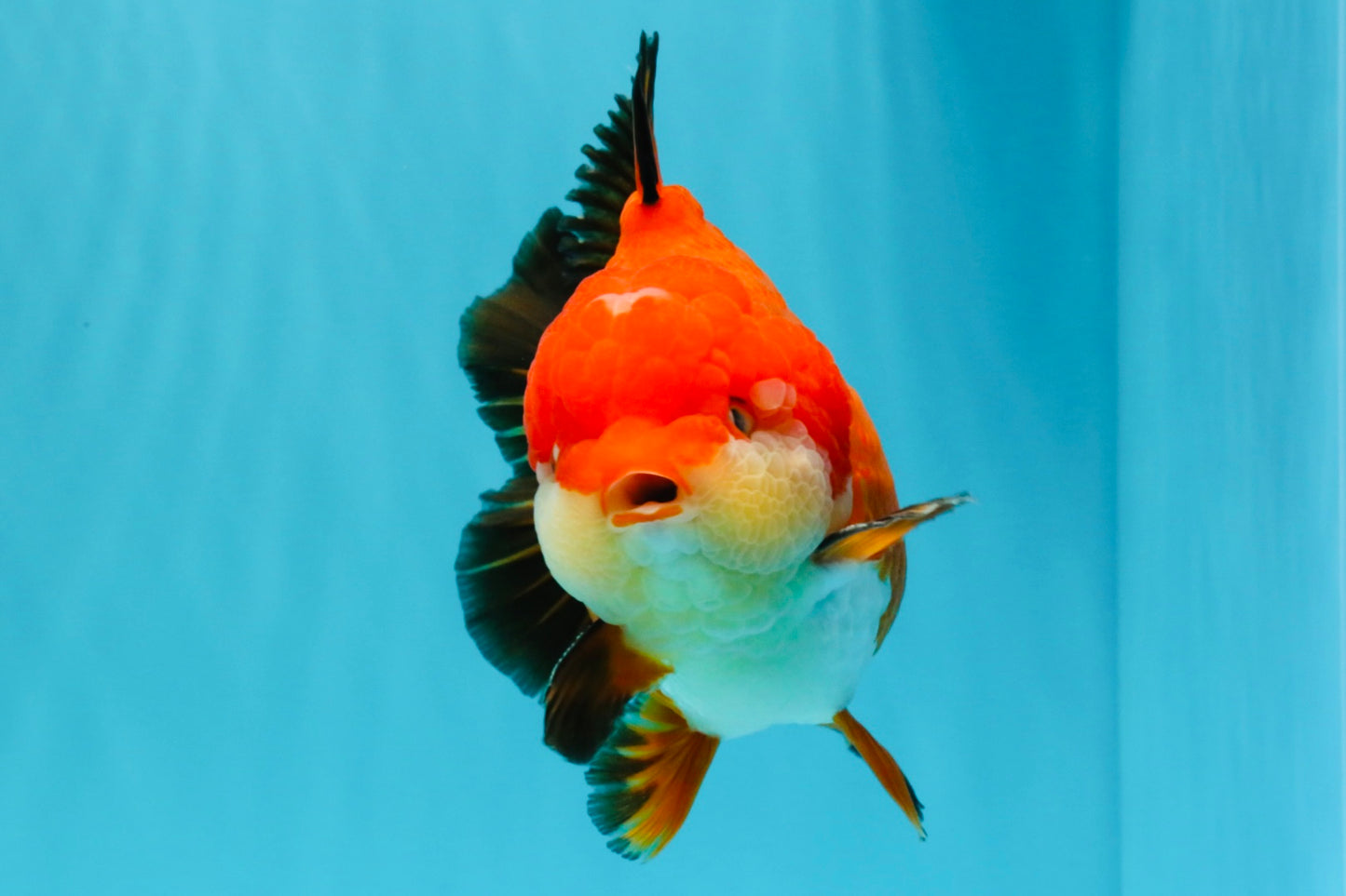 TOMATO AAA Grade Apache Yuanbao Male 5  inches #022726YB_05