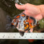 A Grade Showa Yuanbao Male 5.5-6 inches #082126YB_29