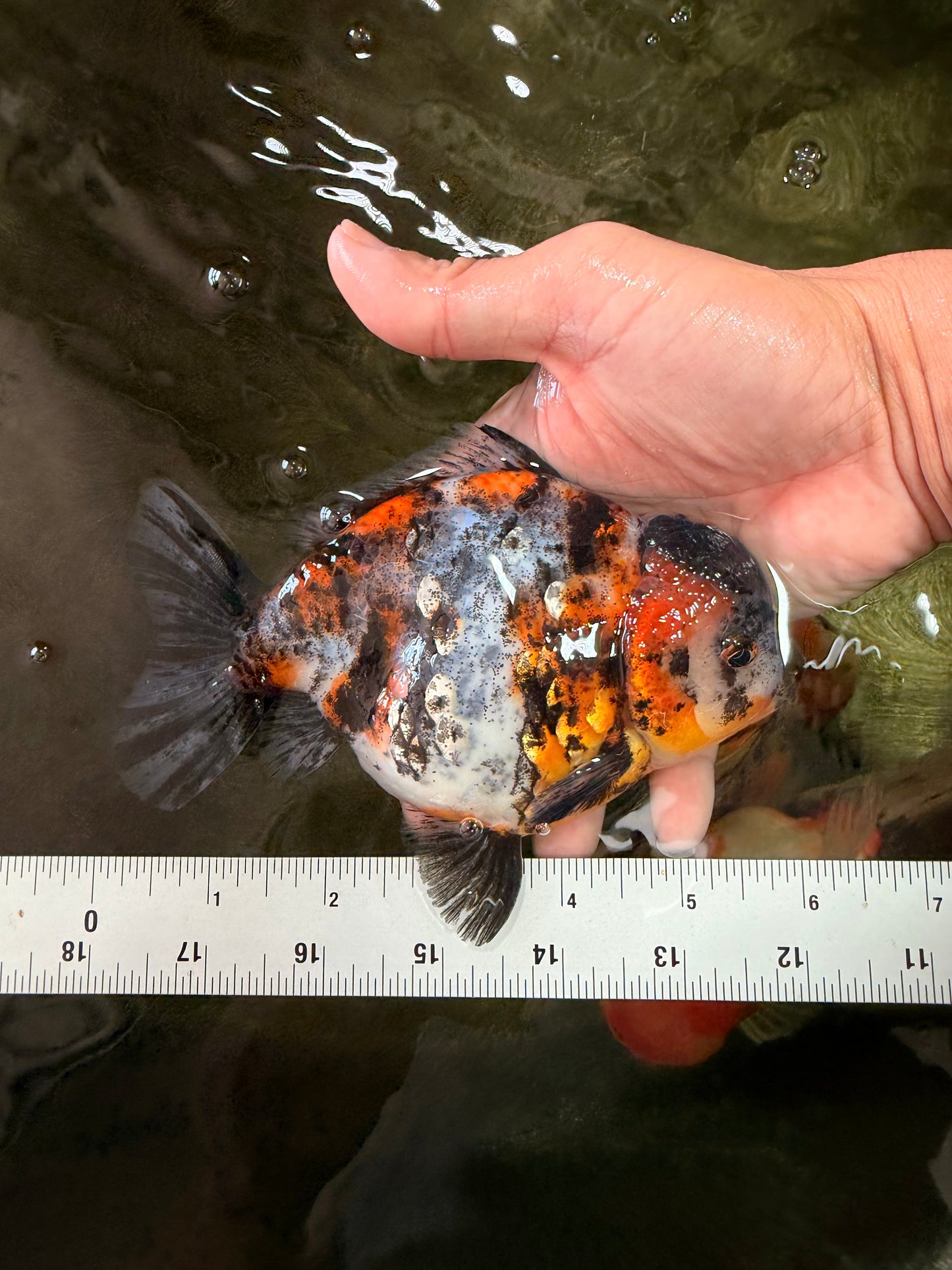 A Grade Showa Yuanbao Male 5.5-6 inches #082126YB_29
