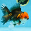 A Grade FANCY Tricolor Oranda Male 5.5 inches #082925OR_05