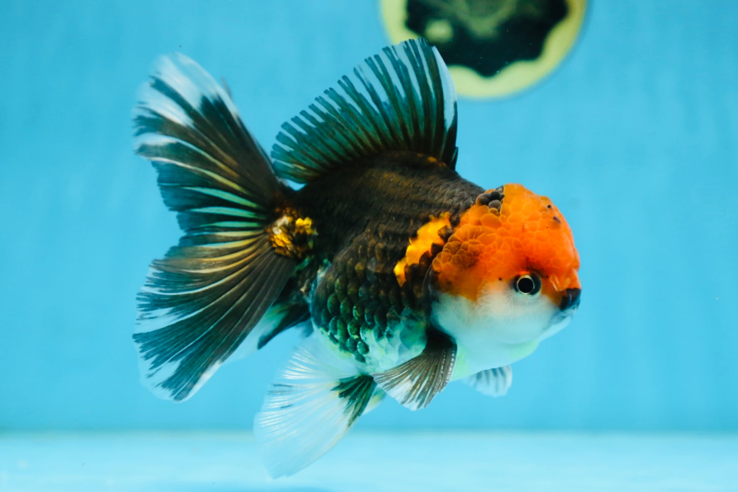 A Grade FANCY Tricolor Oranda Male 5.5 inches #082925OR_05