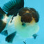 Panda Oranda mâle de qualité AAA 4,5-5 pouces #0906OR_33