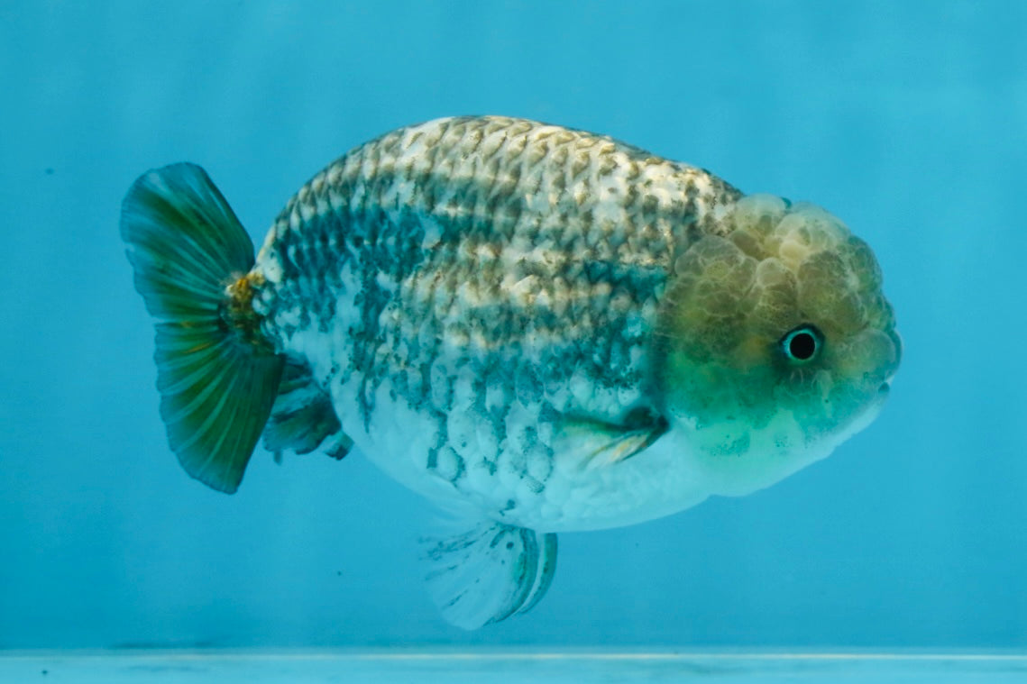 A Grade White Tiger LionKing 4.5 inches #103125LC_13