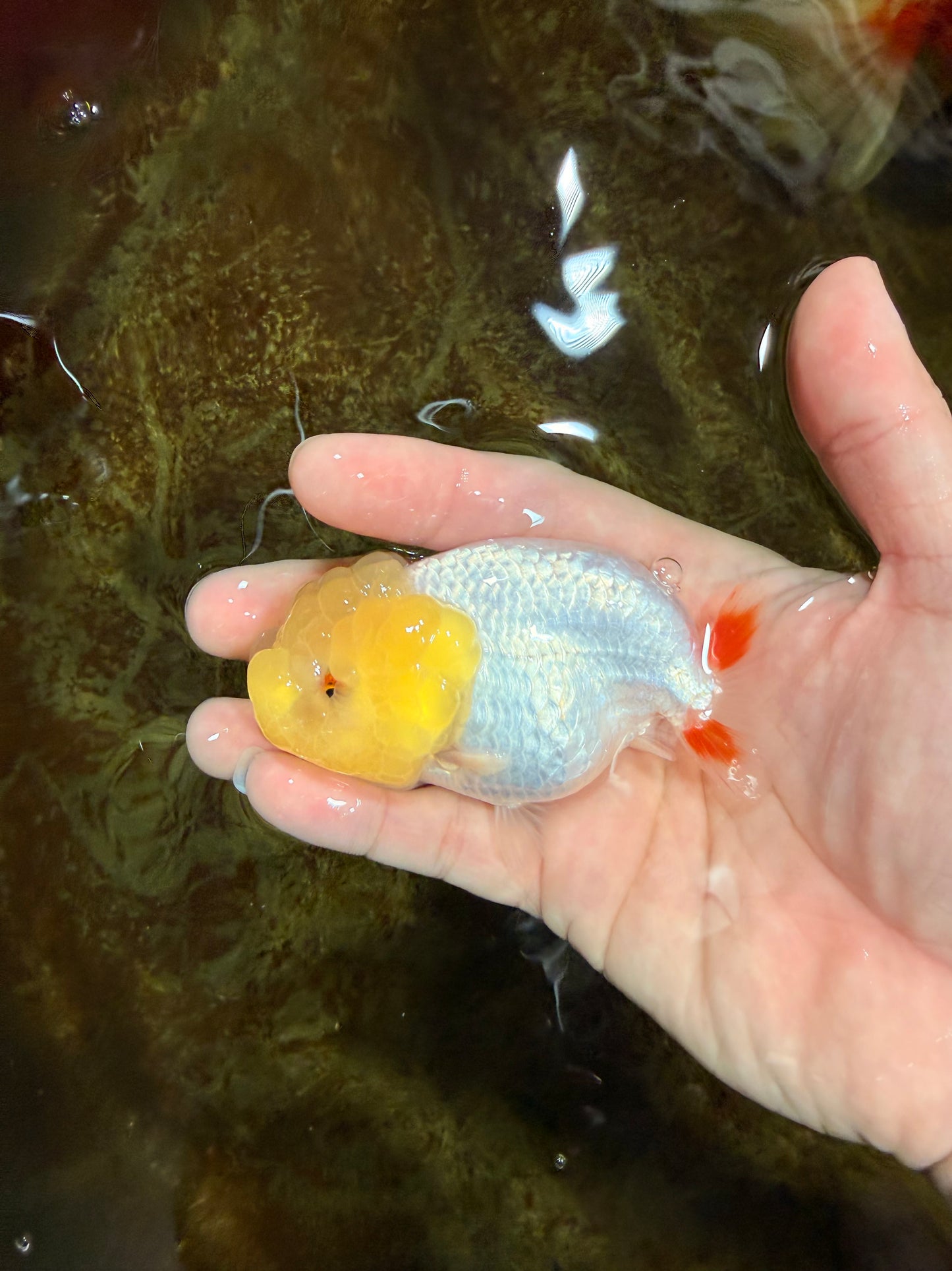 Snow White Lionchu Female 3.5 inches #121925LC_03