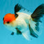 Tricolor Oranda Male 5-5.5 inches #041026OR_12