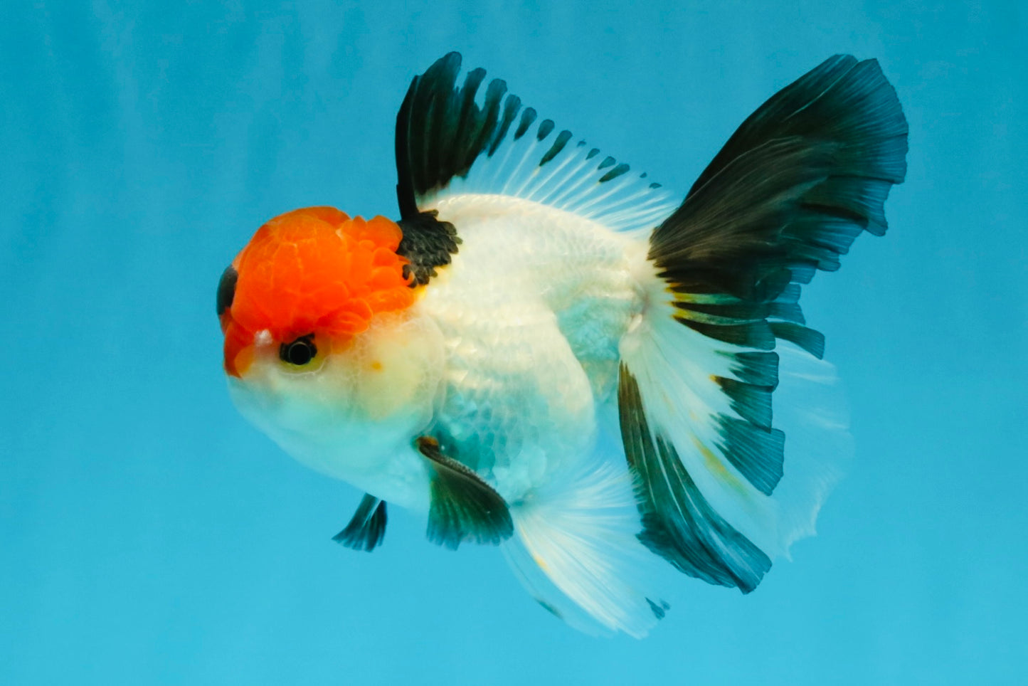 Tricolor Oranda Male 5-5.5 inches #041026OR_12