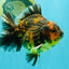 CHONKY A Grade Tiger Oranda Male 5-5.5 inches #090426OR_04