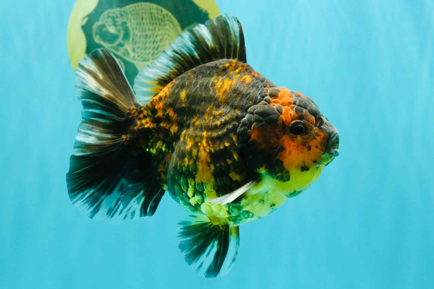 CHONKY A Grade Tiger Oranda Male 5-5.5 inches #090426OR_04