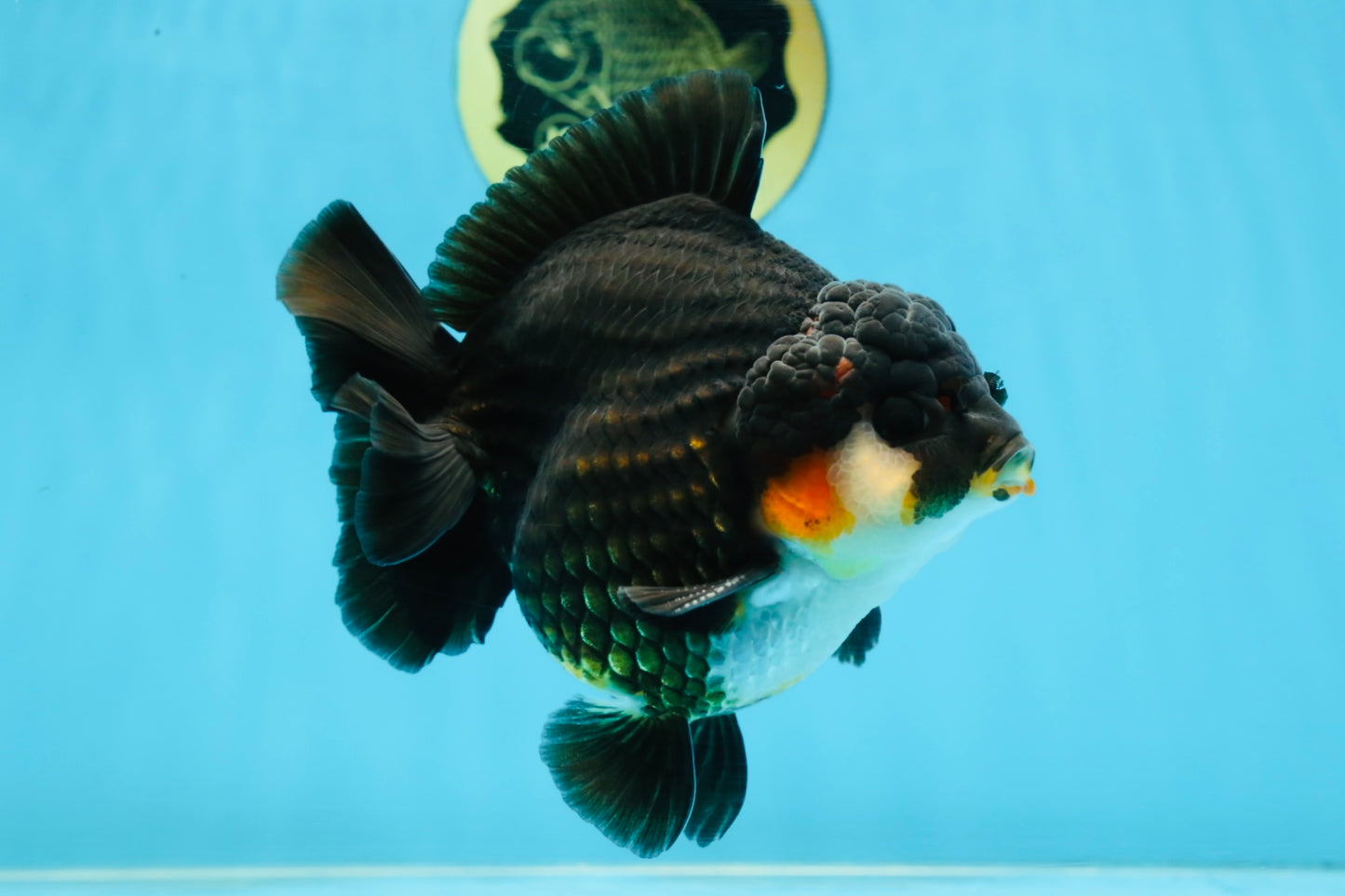 AAA Grade Tricolor Yuanbao Male 5 inches #101025YB_29