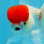 A Grade Red Cap Oranda Male 4.5 inches #0913OR_05