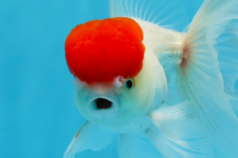 A Grade Red Cap Oranda Male 4.5 inches #0913OR_05