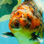 A Grade Tiger Oranda Female 5.5 inches #090426OR_07
