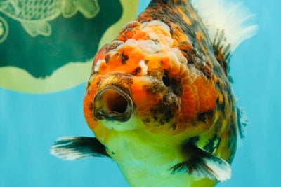 A Grade Tiger Oranda Female 5.5 inches #090426OR_07