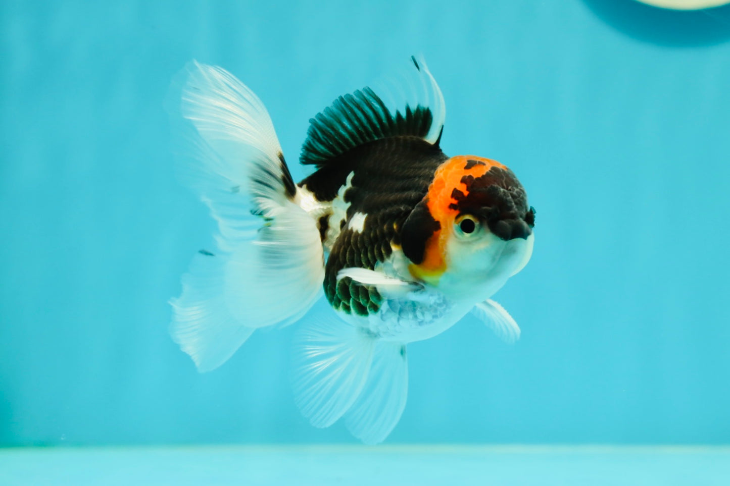 Tricolor Oranda Male 3.5-4 inches #102524OR_20