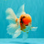 A Grade Sakura Oranda Male 6-6.5 inches #073126OR_17