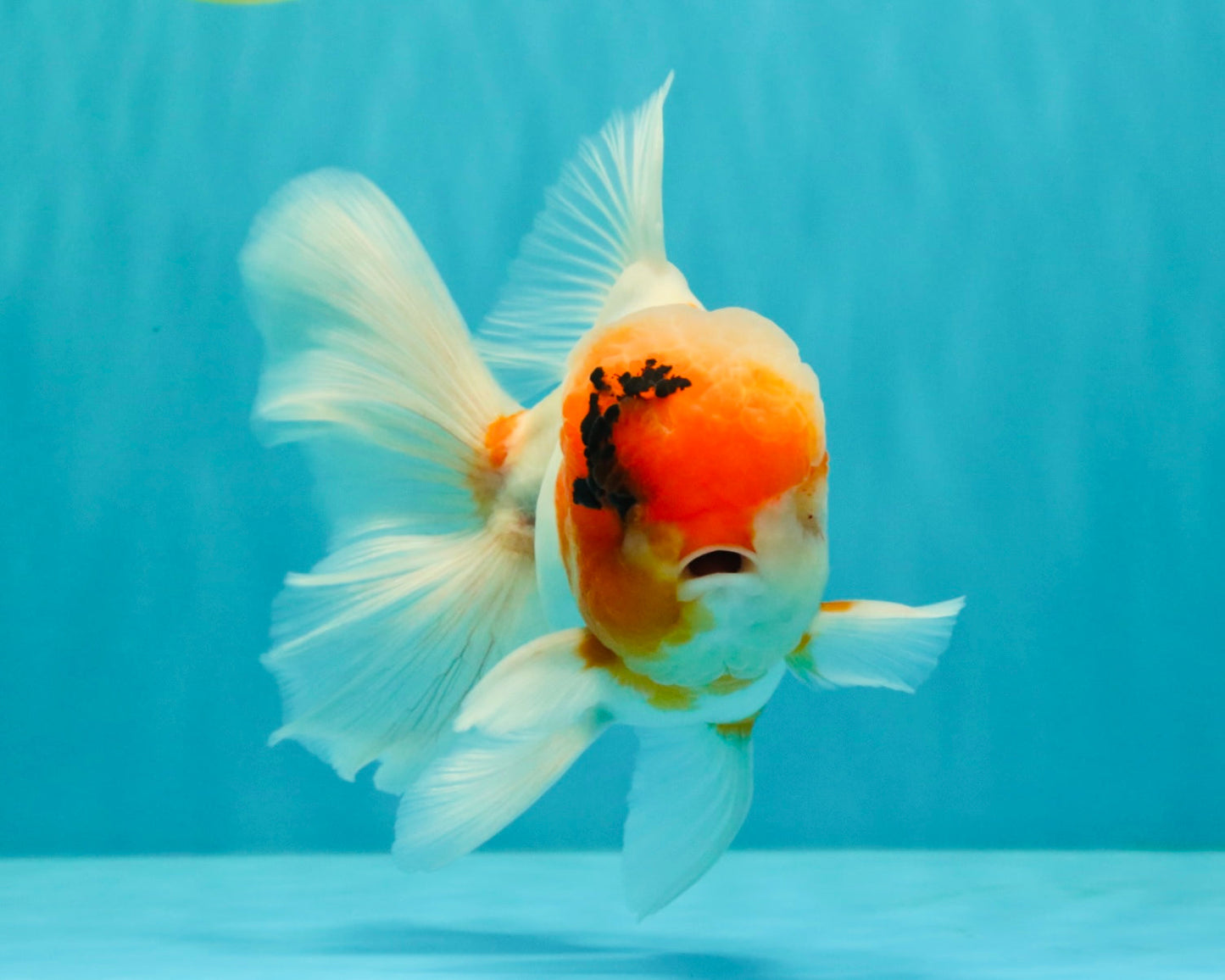 A Grade Sakura Oranda Male 6-6.5 inches #073126OR_17
