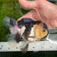 AAA Grade Panda Oranda Female 5.5 inches #1004OR_33