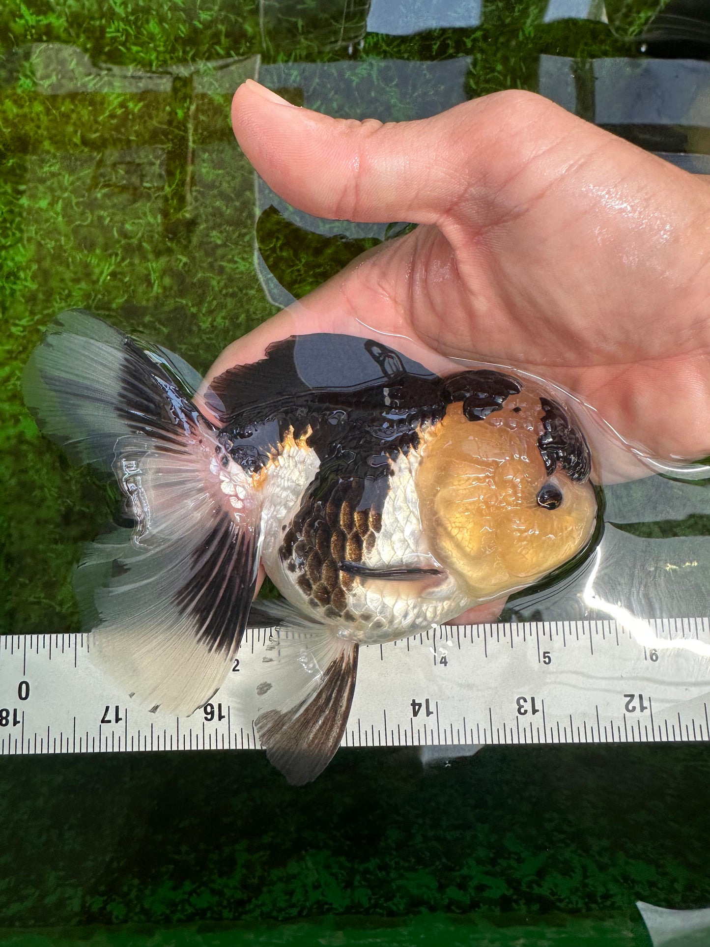 AAA Grade Panda Oranda Female 5.5 inches #1004OR_33