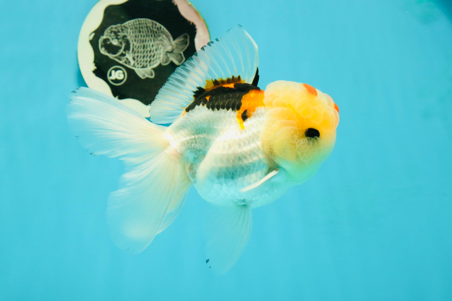 AAA Grade Lemonhead Tricolor Button Eyes Oranda Male 5 inches #111524OR_23