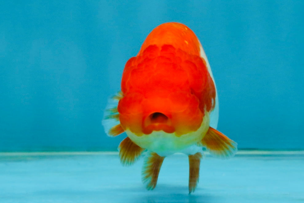 Red White Lionchu Female 4 inches #121225LC_10