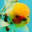 A Grade Sakura Oranda Male 7 inches #080726OR_18