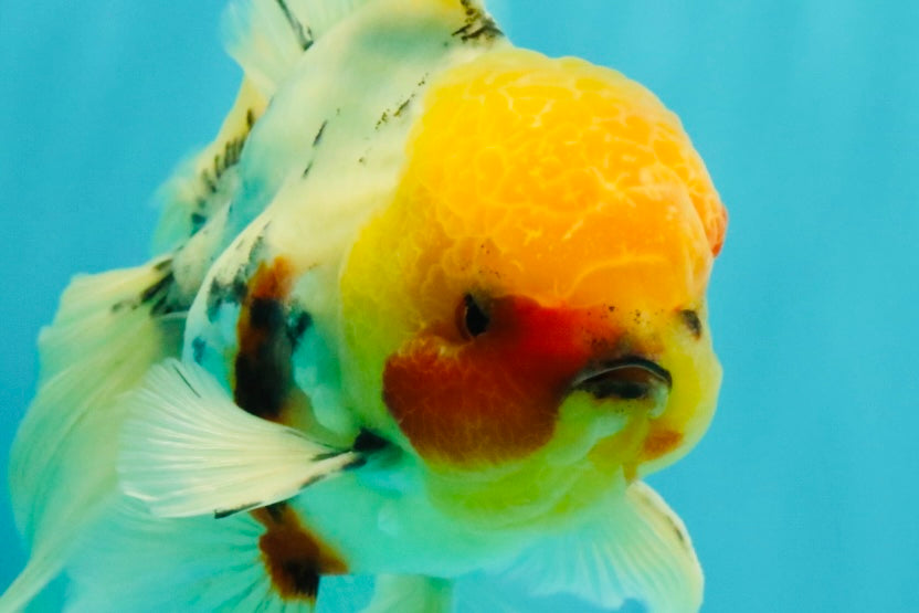 A Grade Sakura Oranda Male 7 inches #080726OR_18