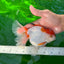 Oranda hembra roja y blanca de gran tamaño, grado A, 6,5 pulgadas, n.º 0706OR_11