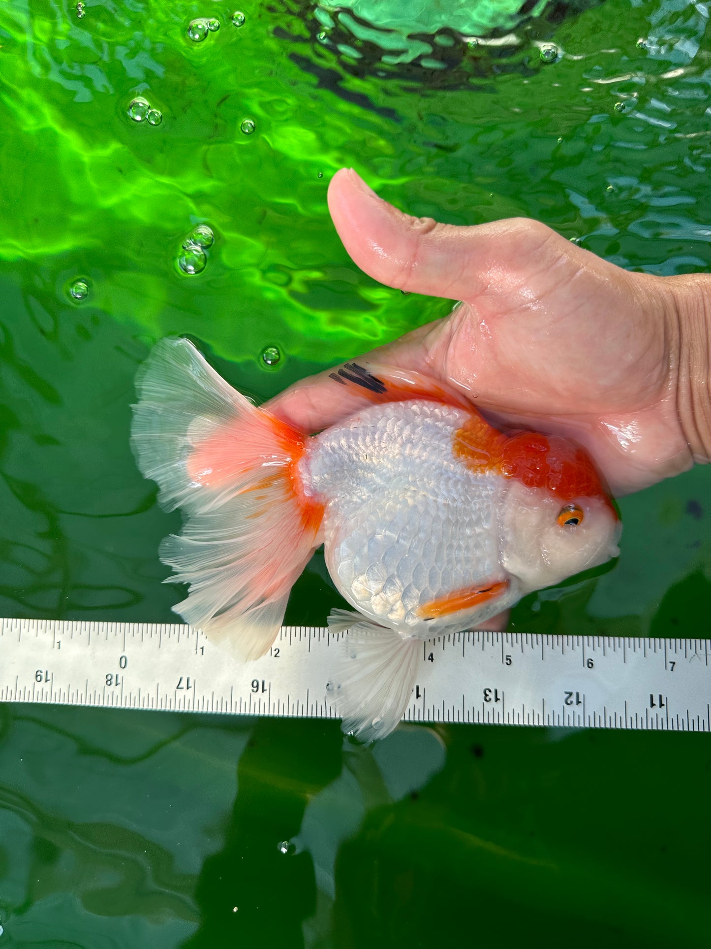 A Grade Big Size Red White Oranda Female 6.5 inches #0706OR_11