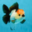 SUPER MARIO AAA Grade Tricolor Button Eyes Oranda Female 5.5 inches #042525OR_02