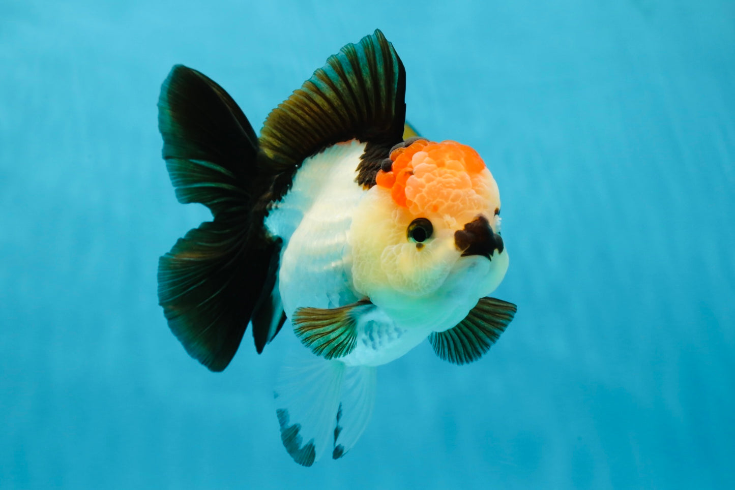 SUPER MARIO AAA Grade Tricolor Button Eyes Oranda Female 5.5 inches #042525OR_02