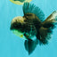AAA Grade Kirin Jade Head Oranda Male 6 inches #070626OR_20