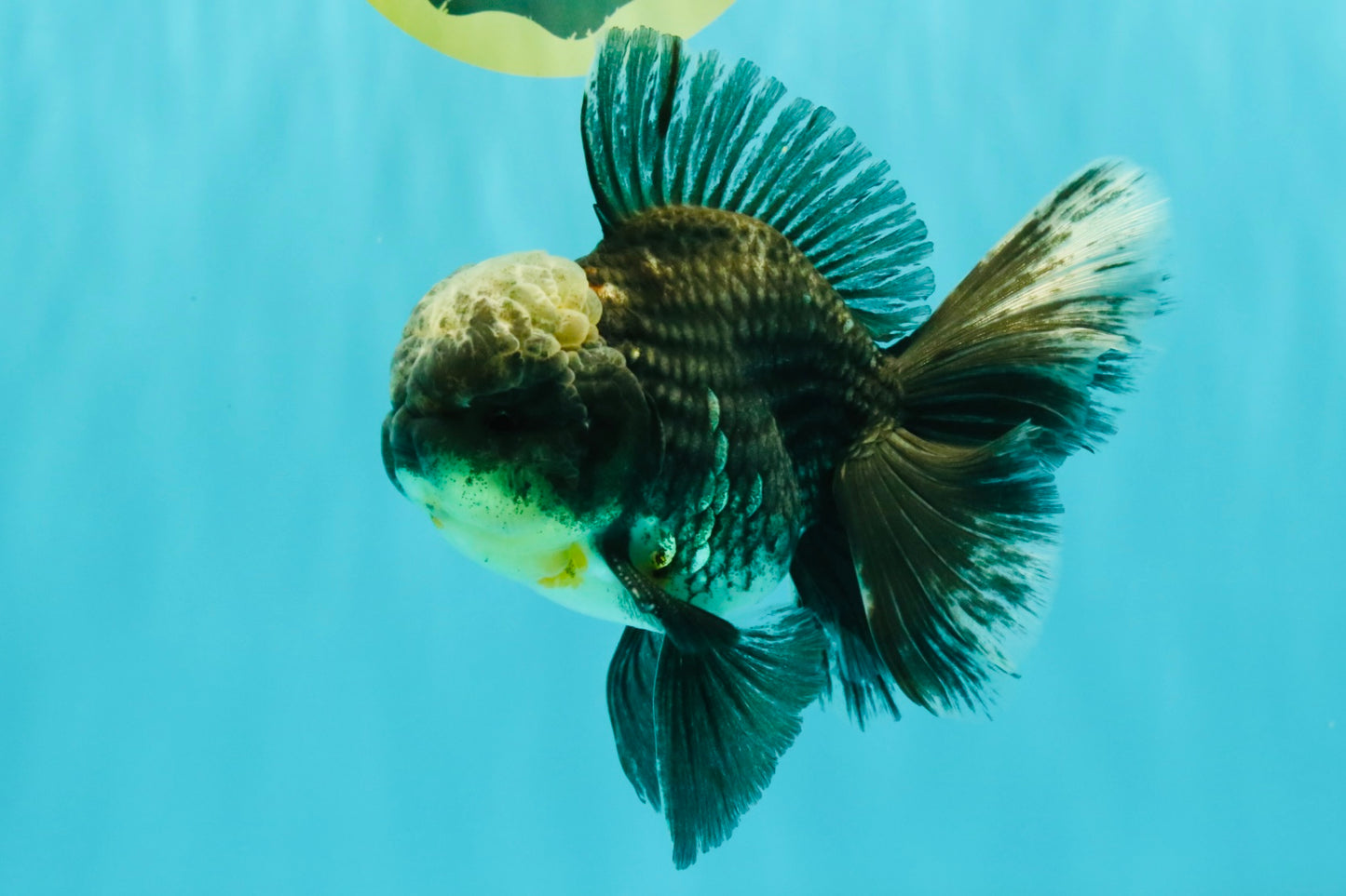 AAA Grade Kirin Jade Head Oranda Male 6 inches #070626OR_20
