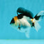 Panda Oranda Male 3-3.5 inches #1004OR_26