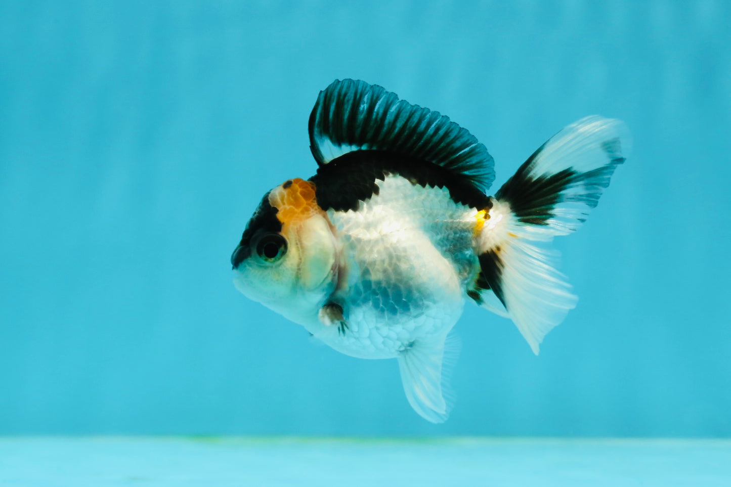 Panda Oranda Male 3-3.5 inches #1004OR_26