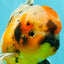 A Grade Calico Oranda Male 6.5-7 inches #082126OR_14