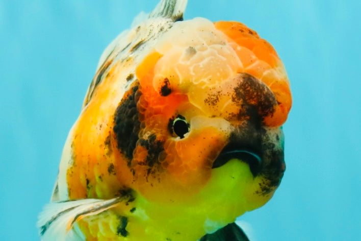 A Grade Calico Oranda Male 6.5-7 inches #082126OR_14