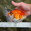 A Grade Tricolor Oranda Female 5.5 inches #112924OR_13