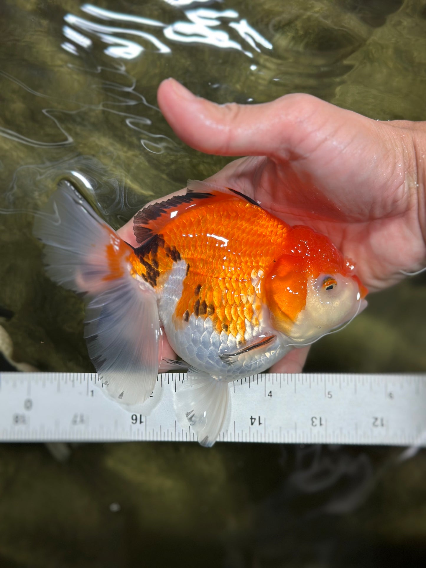 A Grade Tricolor Oranda Female 5.5 inches #112924OR_13