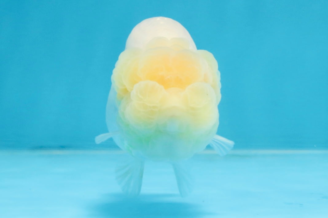 A Grade White LionQueen 4 inches #103125LC_26