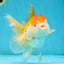 A Grade Chubby Orange White Oranda Female 4.5 inches #010325OR_07