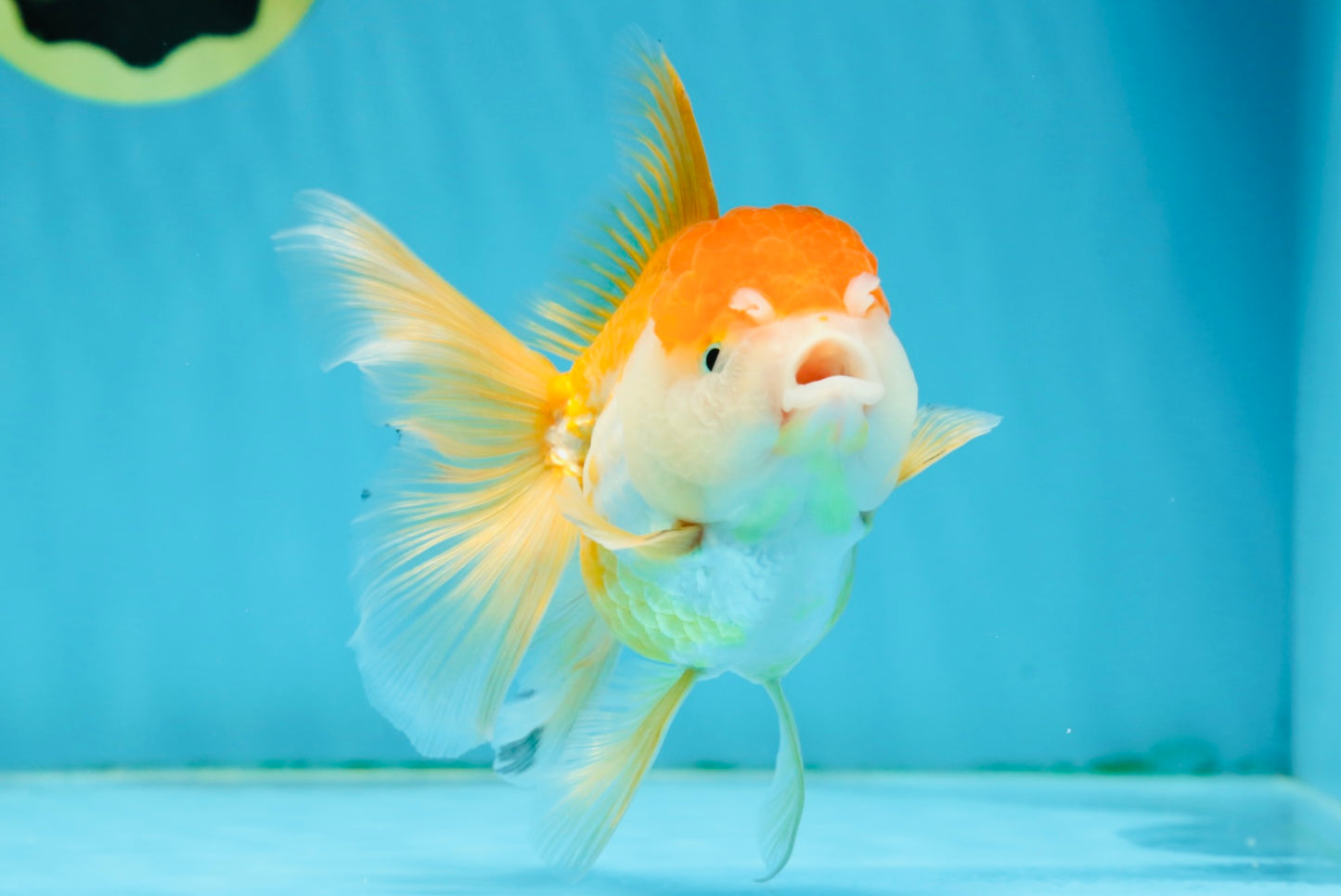 A Grade Chubby Orange White Oranda Female 4.5 inches #010325OR_07