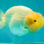 SPECIAL White Buffalo Ranchu Female 5.5 inch #092526RC_21
