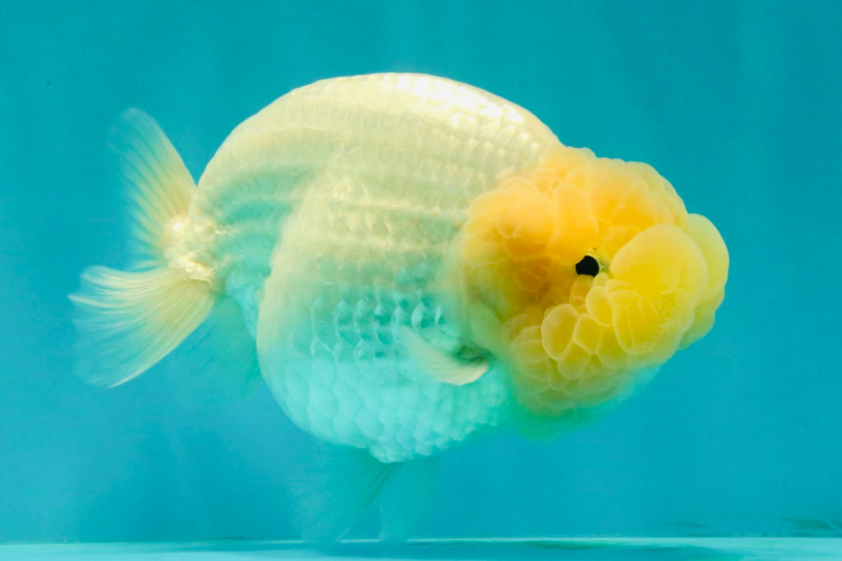 SPECIAL White Buffalo Ranchu Female 5.5 inch #092526RC_21
