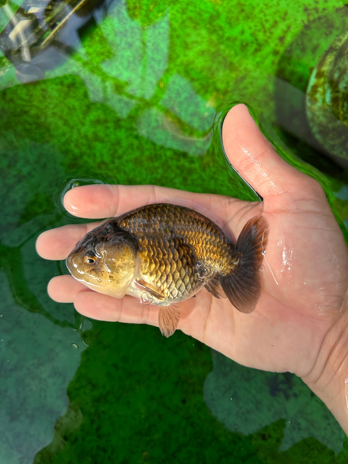 Strong Body Structure Black Neon Copper Ranchu Female 4 inches  #0706RC_25